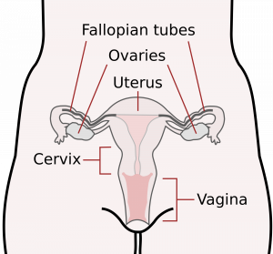 Female reproductive system-en.svg.png