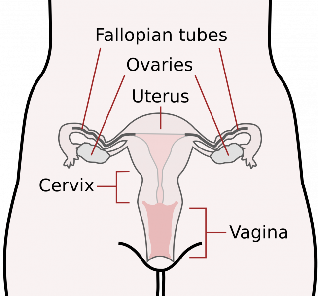 File:Female reproductive system-en.svg.png