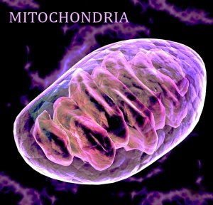 Mitochondrial DNA - Ascension Glossary