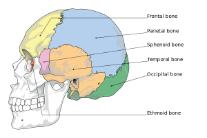 600px-Cranial bones en.svg.png