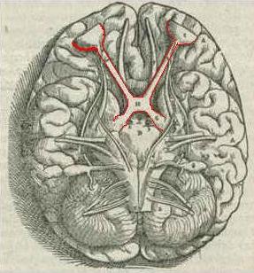 1543,Visalius'OpticChiasma.jpg