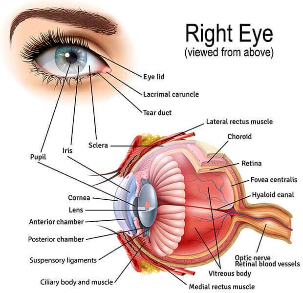 Eye Anatomy [1]