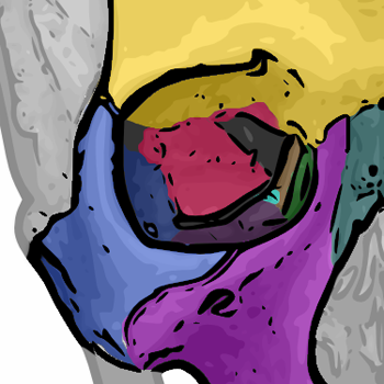 Seven bones articulate to form the orbit. The sphenoid bone is shown as pink (directly in the middle of the orbital cavity)