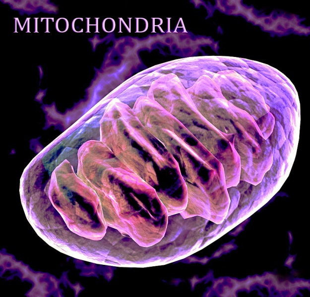 File:Mitochondria.jpg