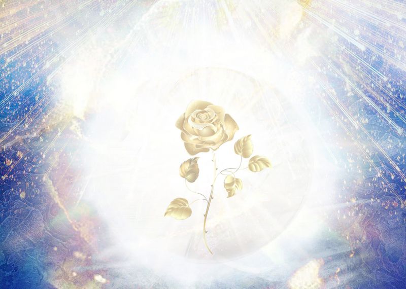 File:White Sun Golden Rose.jpg