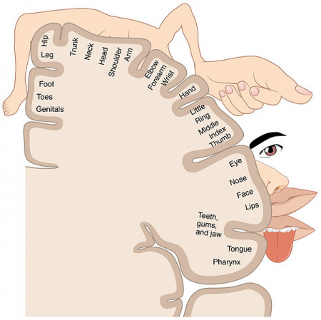 Homunculus - Ascension Glossary