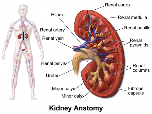 Kidneys - Ascension Glossary