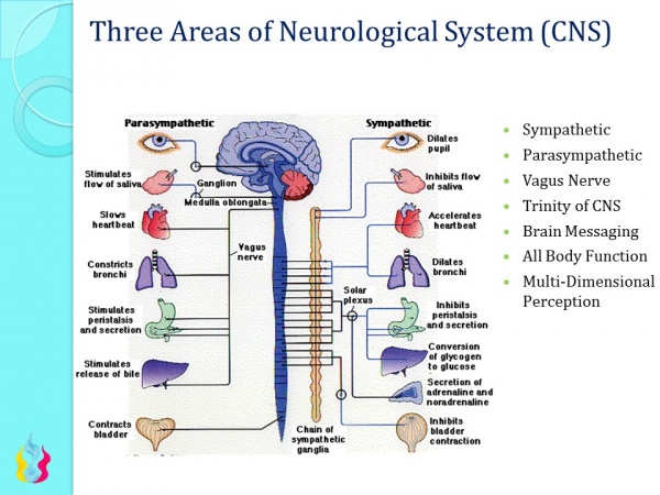 Central Nervous System - Ascension Glossary