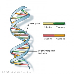 DNA Ascension Glossary