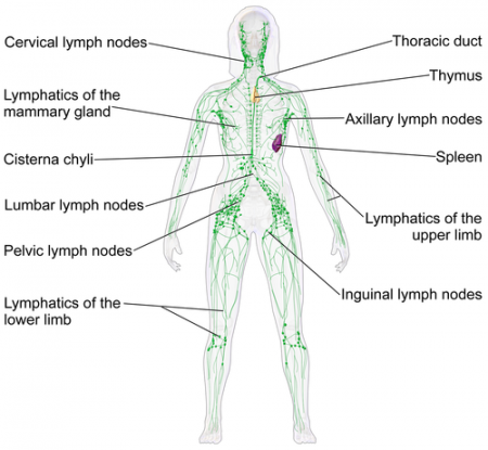 Lymphatic System - Ascension Glossary