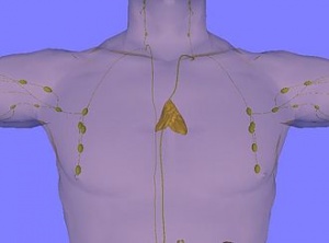 Thymus.jpg